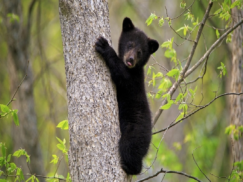 石家庄三代供卵例子,山东临沂做试管婴儿成功率最高的医院是哪里？如何选-石家庄